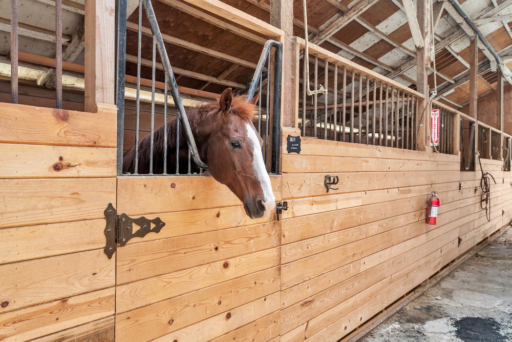 A horse looking out of the barn aisle at Ocean View Stables