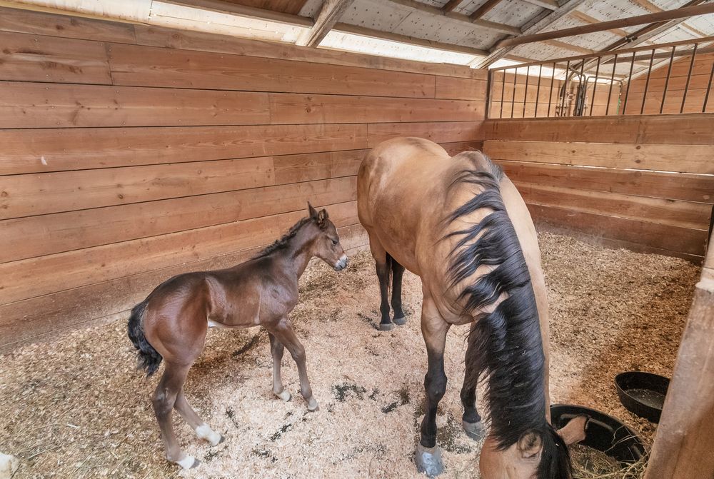 A mare and her foal in the foaling stall