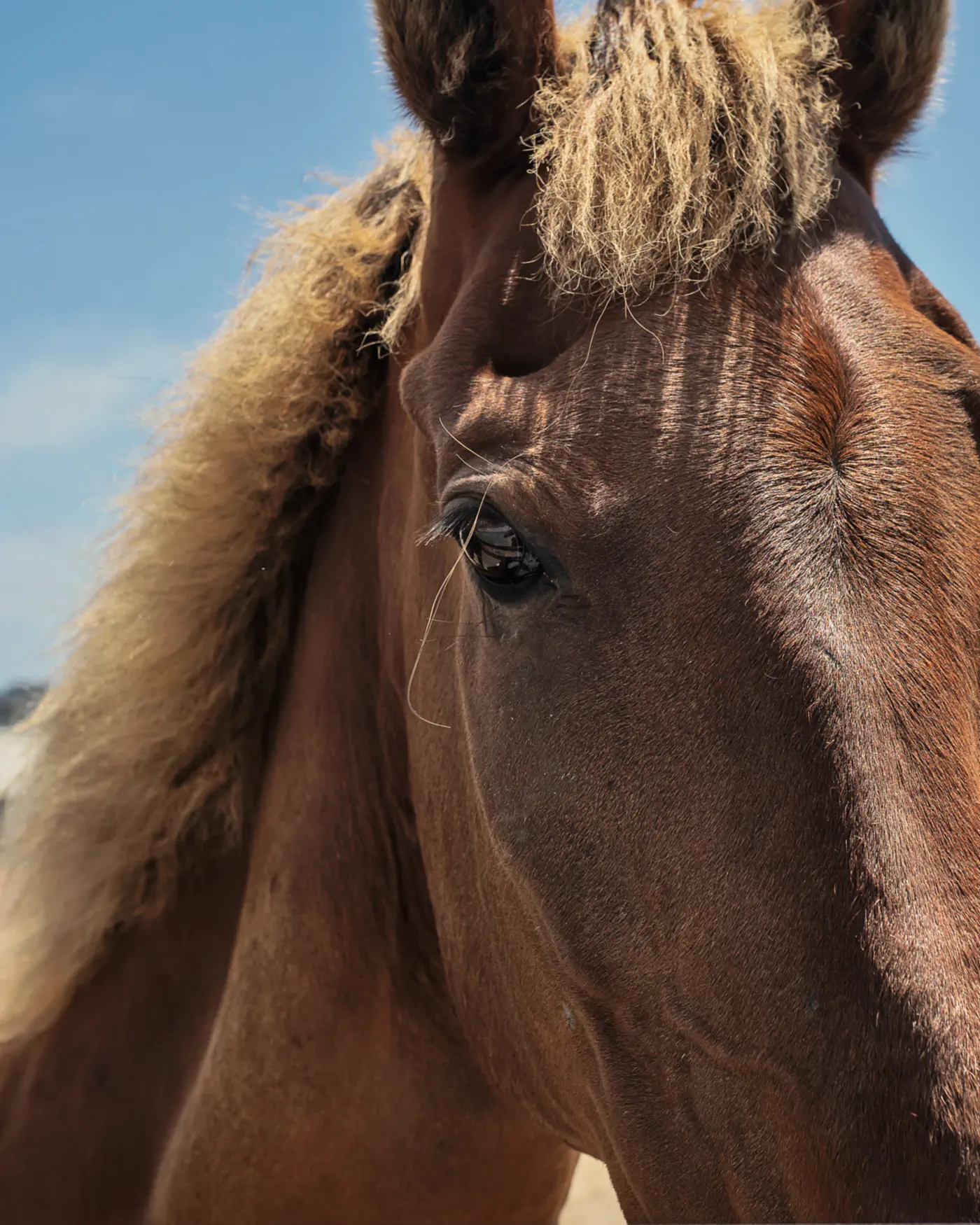 A chestnut horse with a flaxen forelock, close up against a blue sky