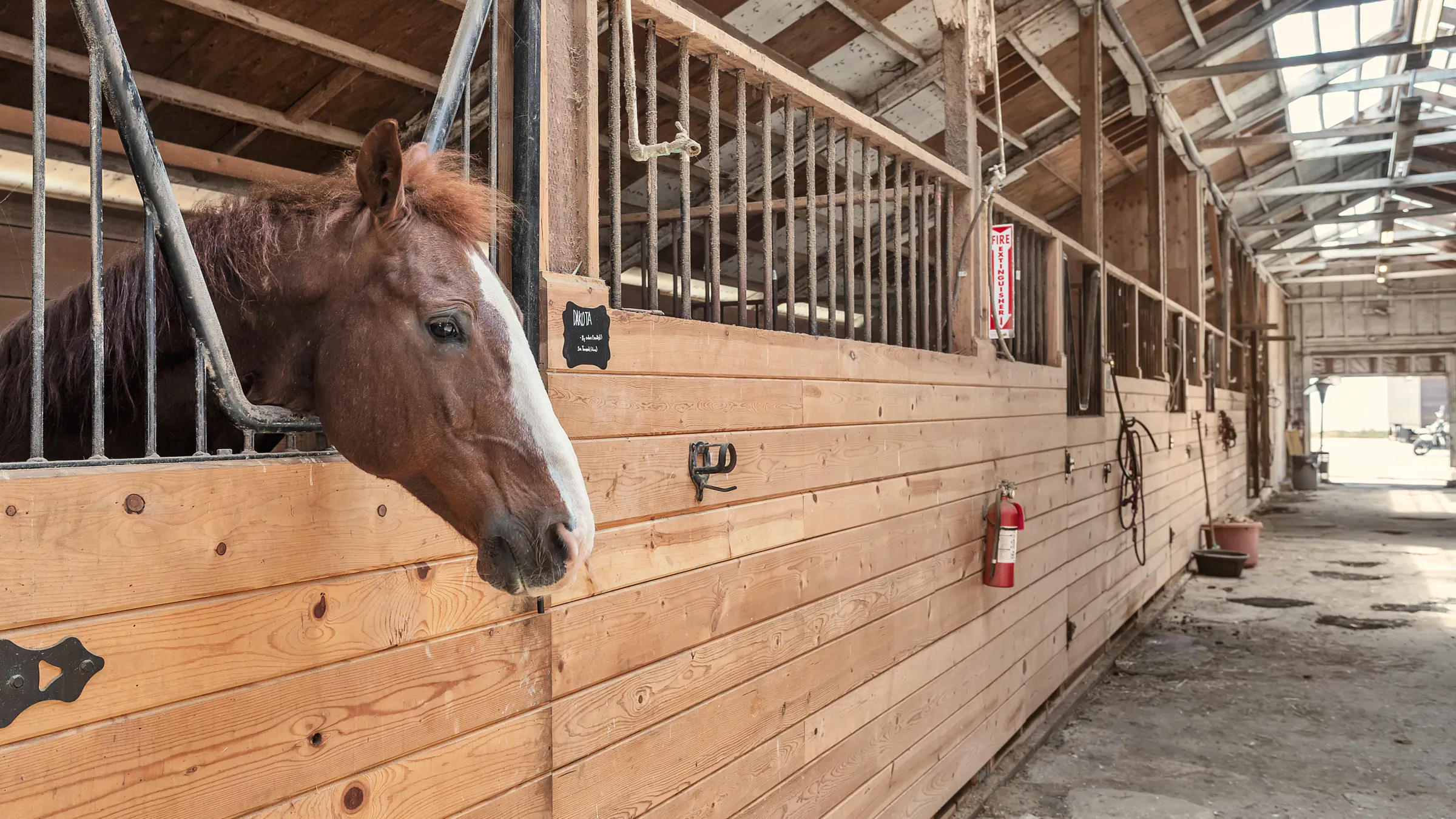 A chestnut horse looks out from its stall in the barn aisle