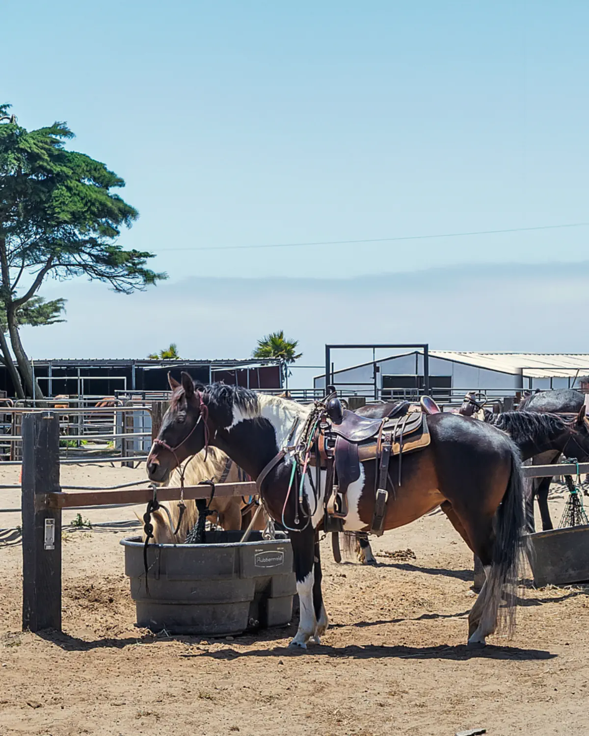 Saddled trail horses tied at the hitching rail and water trough under the cypress trees at Ocean View Stables