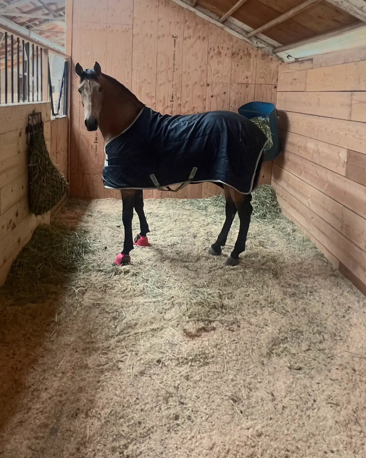 A bay horse in a turnout blanket stands in a clean stall with hay