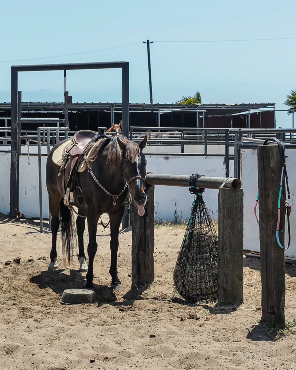 A tacked-up horse waiting at the tie rail at Ocean View Stables