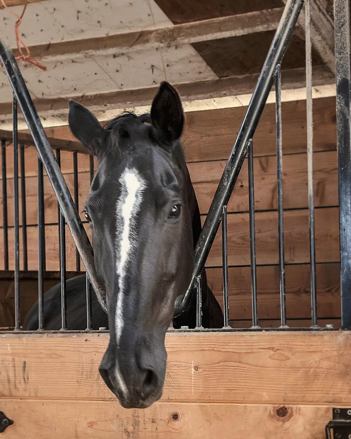 A black horse with a white stripe looks out from its stall