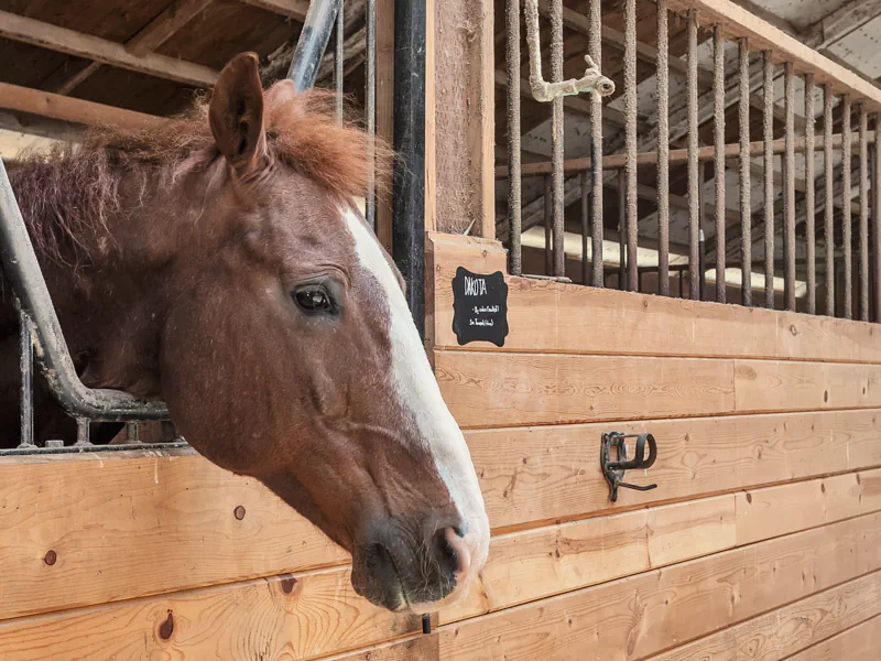 Dakota, a chestnut horse with a white blaze, looks out over the stall door