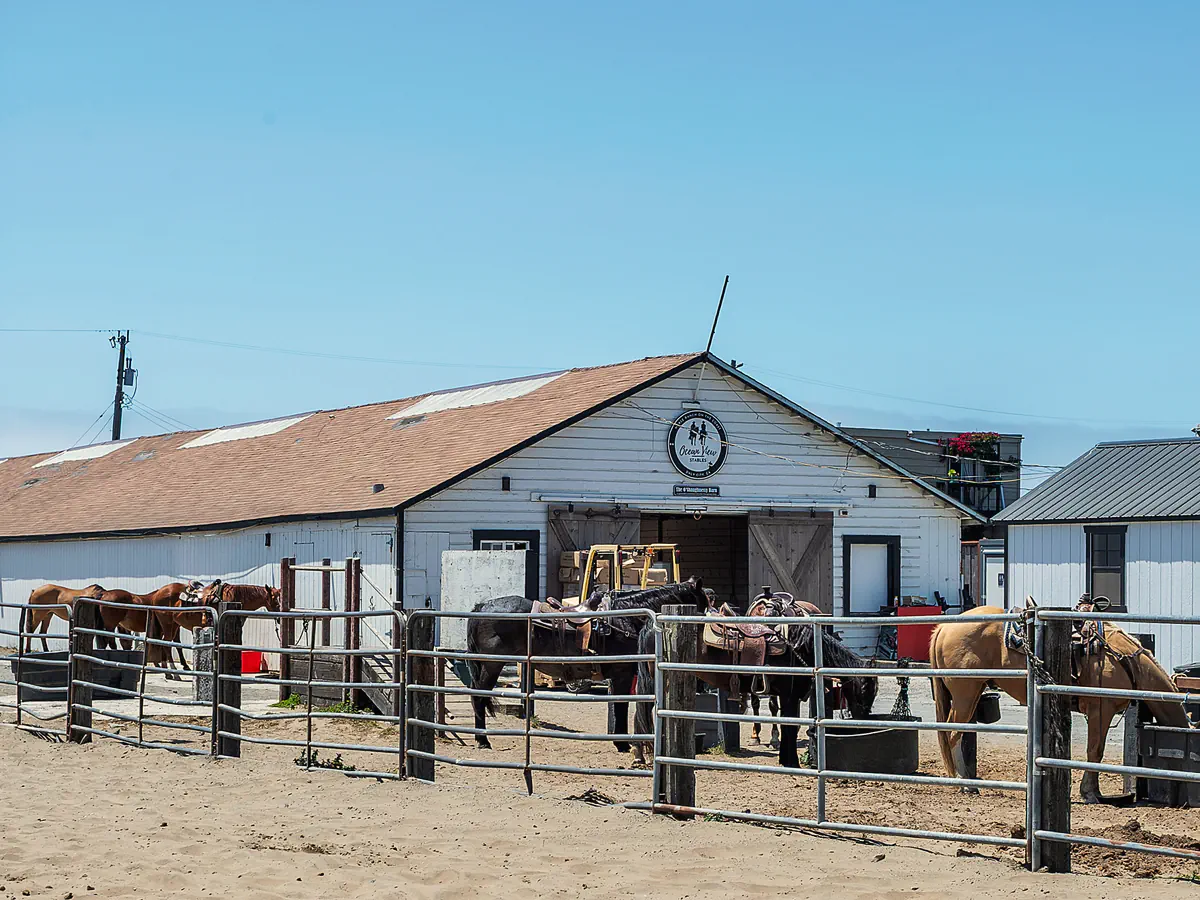 Students working with a horse at Ocean View Stables