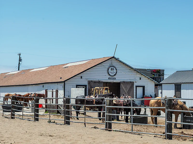 Saddled horses at the arena rail in front of the white barn at Ocean View Stables
