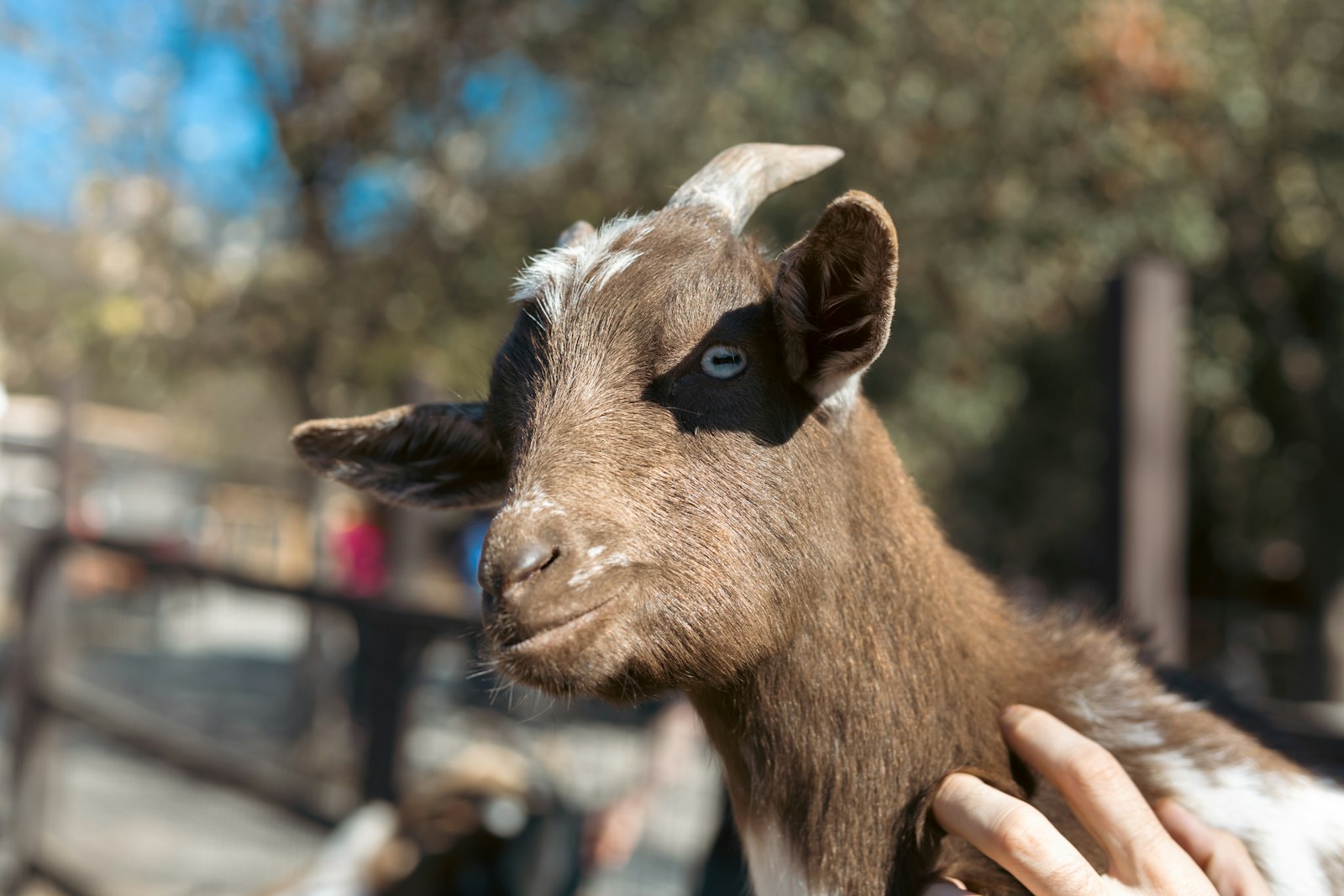 A friendly goat being petted