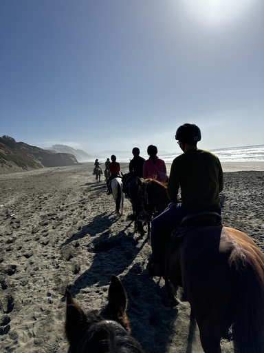 1.5-hour Horses on the Beach Experience