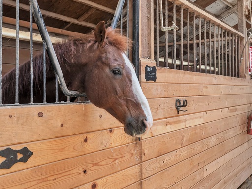 Private Horsemanship Lessons (1 Hour)