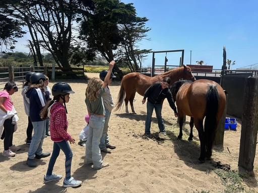 30 minute ~ Horsemanship Lessons