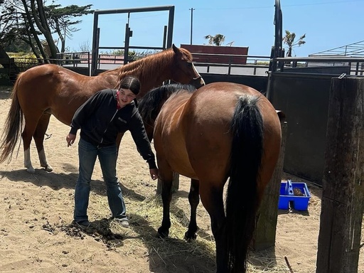 Horsemanship Lessons (30 Minutes)