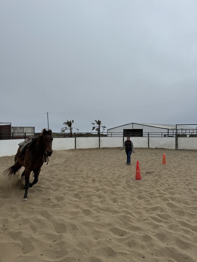 Natural Horsemanship Groundwork Clinic (All levels welcome)