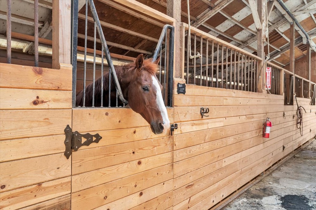 Photography Add-On: Additional Horse