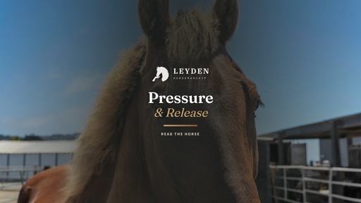 Pressure and Release: Reading the Horse